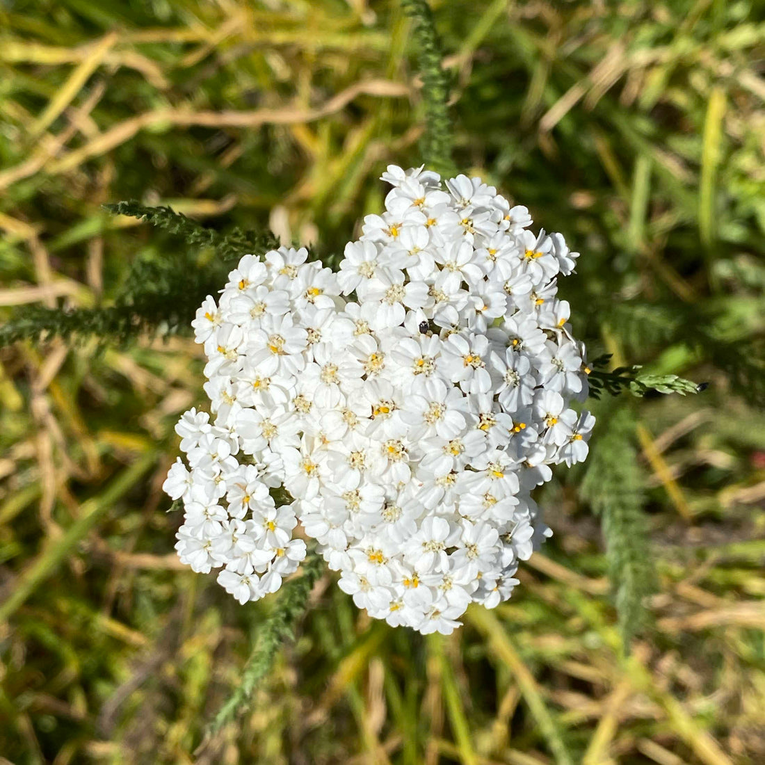 𓁙 La Dama Blanca